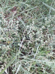 Indigofera cordifolia