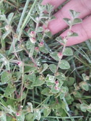 Indigofera cordifolia