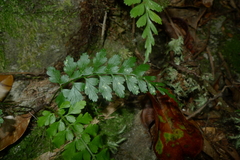 Asplenium insiticium