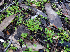 Hydrocotyle foveolata