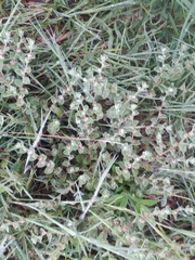 Indigofera cordifolia