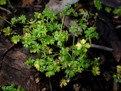 Hydrocotyle foveolata