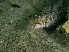 Opisthocentrus ocellatus