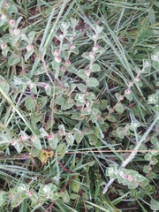 Indigofera cordifolia