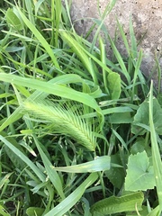 Hordeum murinum glaucum