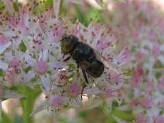 Eristalinus tarsalis