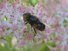 Eristalinus tarsalis