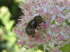 Eristalinus tarsalis