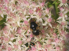 Eristalinus tarsalis