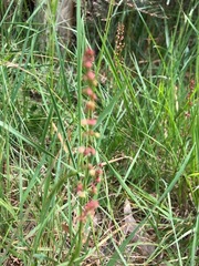 Rumex bidens