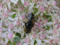 Eristalinus tarsalis