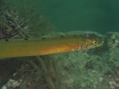 Rhodymenichthys dolichogaster