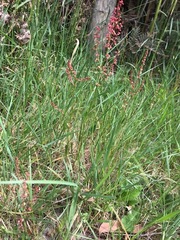 Rumex bidens