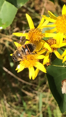 Eristalis tenax