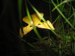 Corymica arnearia