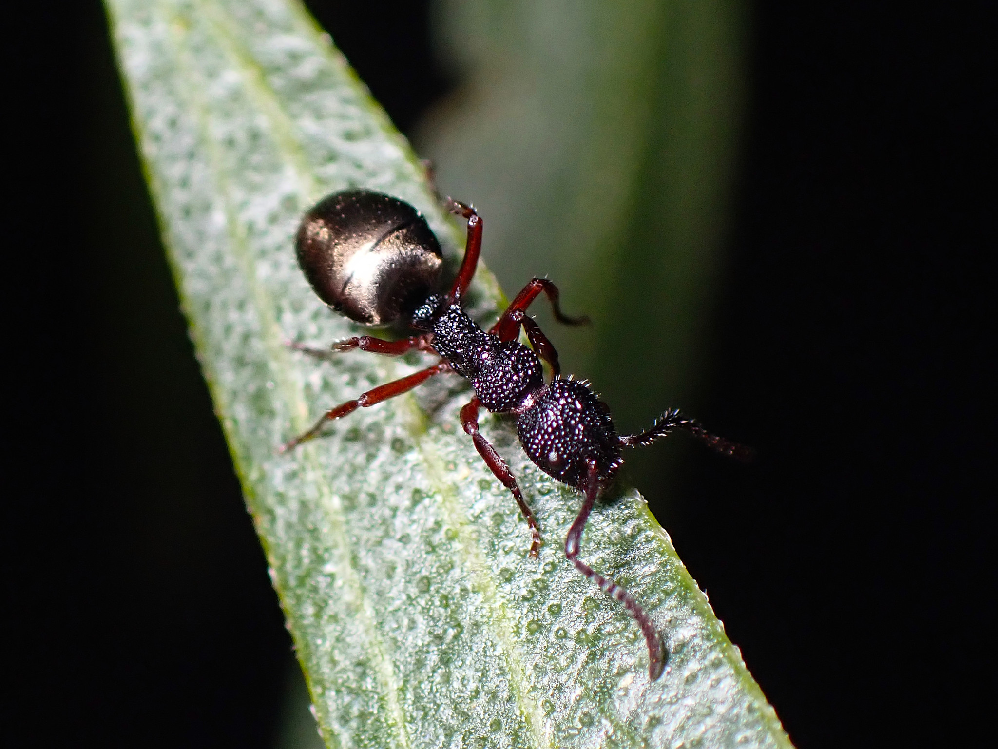 Dolichoderus scabridus