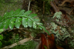 Asplenium insiticium