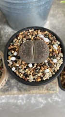 Lithops