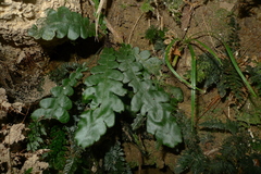 Blechnum opacum