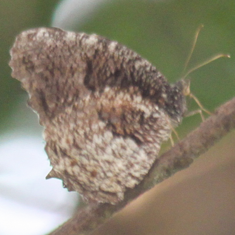Tiger Palmfly