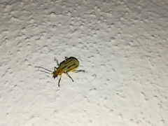 Diabrotica martinjacobyi