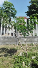 Pseudosamanea guachapele