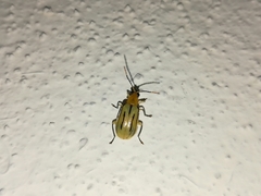 Diabrotica martinjacobyi