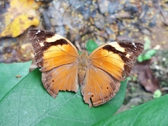 Doleschallia bisaltide