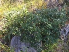 Diplolaena dampieri