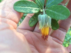 Diplolaena dampieri
