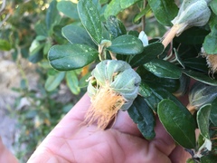 Diplolaena dampieri