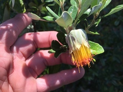 Diplolaena dampieri