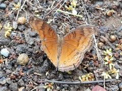 Junonia hedonia