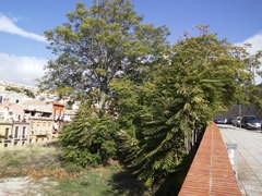 Ailanthus altissima