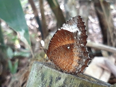 Elymnias hypermnestra