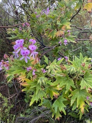 Pelargonium citronellum