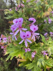 Pelargonium citronellum