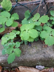 Chelidonium majus