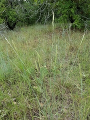 Sporobolus compositus