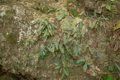 Elaphoglossum glabratum
