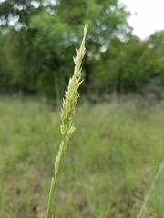 Sporobolus compositus