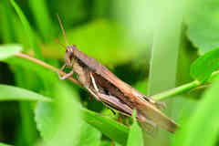 Stenocatantops mistshenkoi