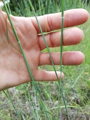 Sporobolus compositus