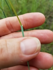 Sporobolus compositus