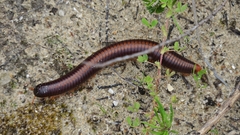 Orthoporoides