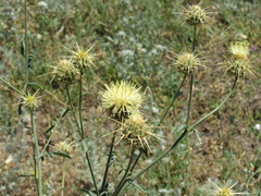 Centaurea reflexa