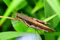 Stenocatantops mistshenkoi