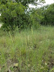 Sporobolus compositus