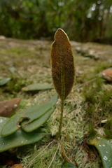 Elaphoglossum glabratum