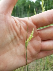 Sporobolus compositus